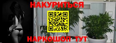 прущие грибы Усть-Джегута